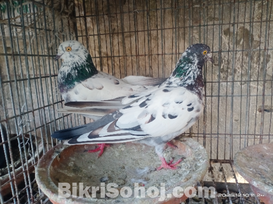 হলুদ চোখের গিরিবাজ হাইফ্লাইয়ার